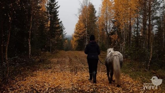 Tet-harjoittelija ponin kanssa kävelyllä